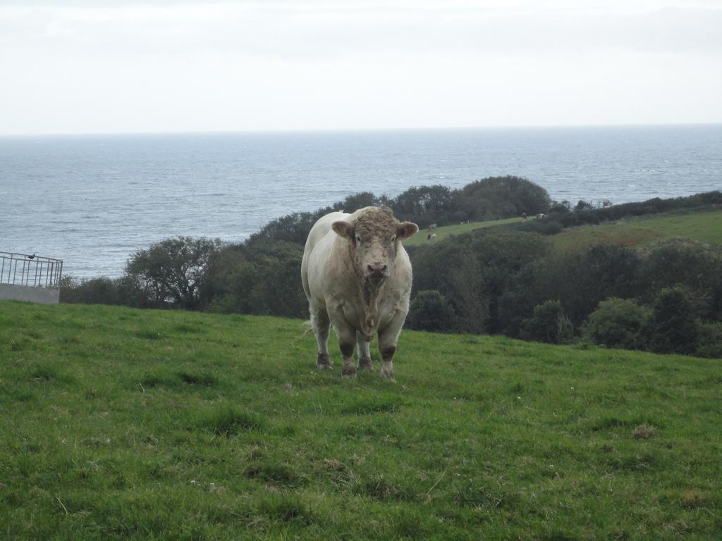 Bay View Cottage St Austell Luaran gambar